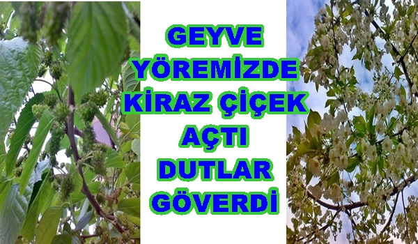 Geyve Dut 11