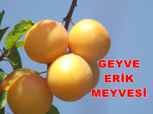 Geyve Erik Meyvesi 6