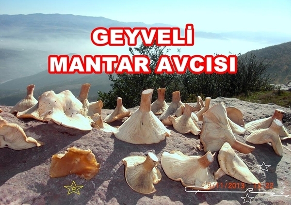 Mantar Geyve 040