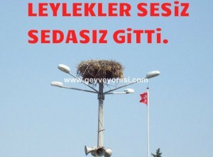 LEYLEK