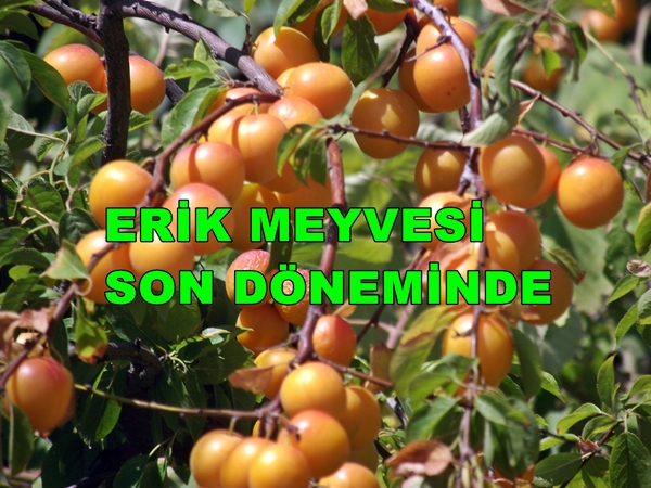 Geyve Erik Meyvesi 4