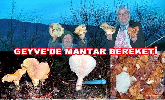 Geyve Mantar